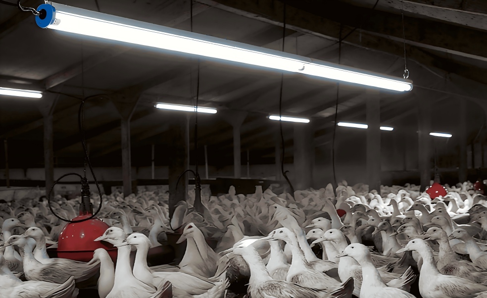 geese lighting(3)